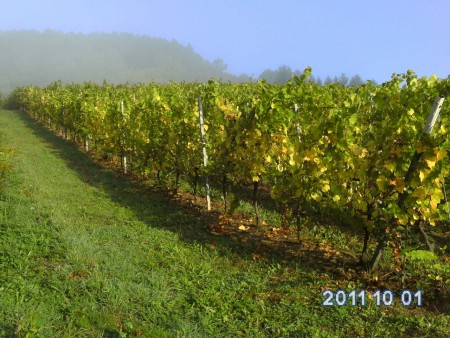 Souvent la Moselle d'automne ressurgie du brouillard